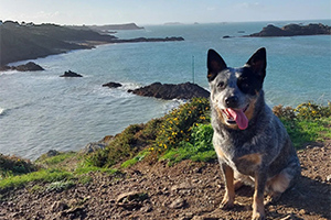 Une formation pour devenir éducateur canin